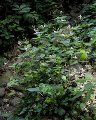 Impatiens balfourii