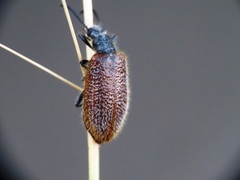 Lagria hirta