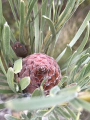 Leucadendron album
