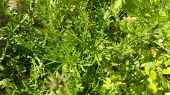 Glandularia tenera