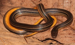 Cusuco Graceful Brown Snake photo 2