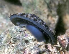 Cellana sandwicensis