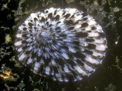 Cellana sandwicensis