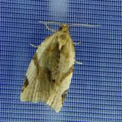 Paramesia gnomana