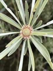 Leucadendron album