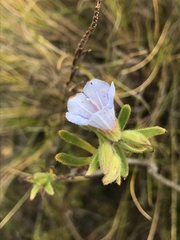 Lobostemon fruticosus