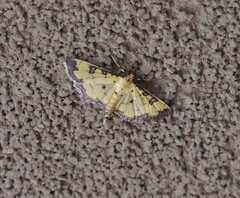 Ategumia ebulealis