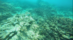 Pomacanthus imperator