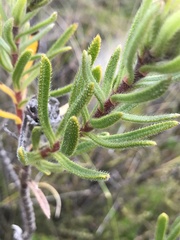 Lobostemon fruticosus