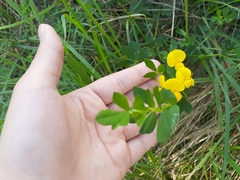 Lotus corniculatus