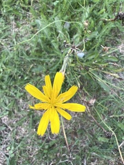 Tragopogon pratensis