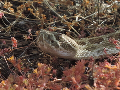 Crotalus viridis