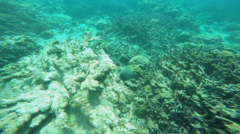 Pomacanthus imperator