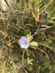 Lobostemon fruticosus
