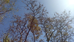Albizia inundata