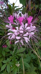 Cleome houtteana