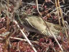 Crotalus viridis