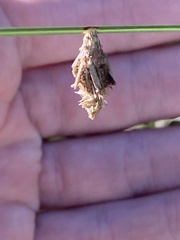 Thyridopteryx ephemeraeformis