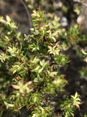 Cliffortia