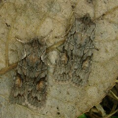 Lithophane furcifera