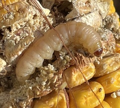 Sesamia nonagrioides