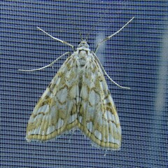 Elophila nymphaeata