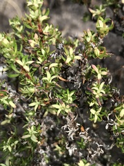 Cliffortia