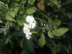 Jasminum