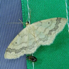 Idaea biselata