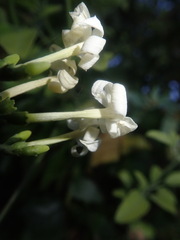 Jasminum