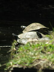 Emydura macquarii