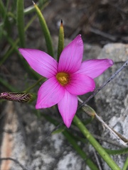 Romulea fibrosa