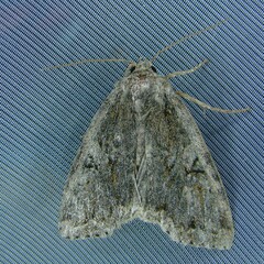 Apterogenum ypsillon