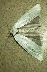 Coscinia chrysocephala