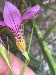 Romulea fibrosa