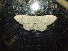 Idaea minuscularia