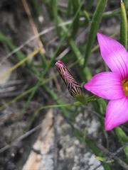 Romulea fibrosa
