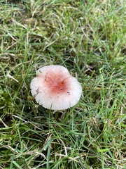 Russula mariae