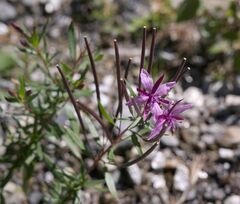 Chamaenerion fleischeri