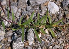 Chamaenerion fleischeri