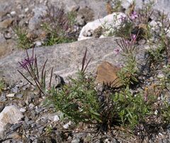 Chamaenerion fleischeri