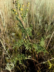 Artemisia laciniata