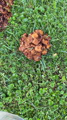 Armillaria