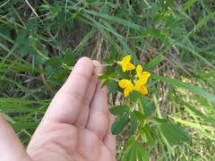Lotus corniculatus