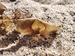 Scyliorhinus canicula