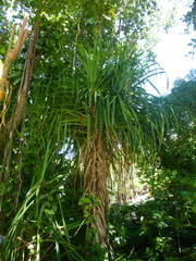 Pandanus