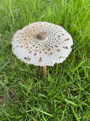 Macrolepiota procera
