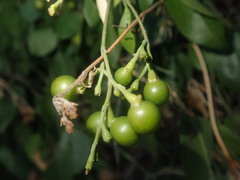 Jasminum