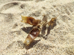 Scyliorhinus canicula