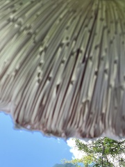 Macrolepiota procera